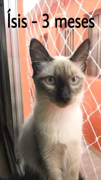 Gato ra a SRD idade 2 a 6 meses nome Isis