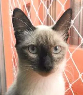 Gato ra a SRD idade 2 a 6 meses nome Isis