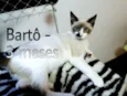 Barto