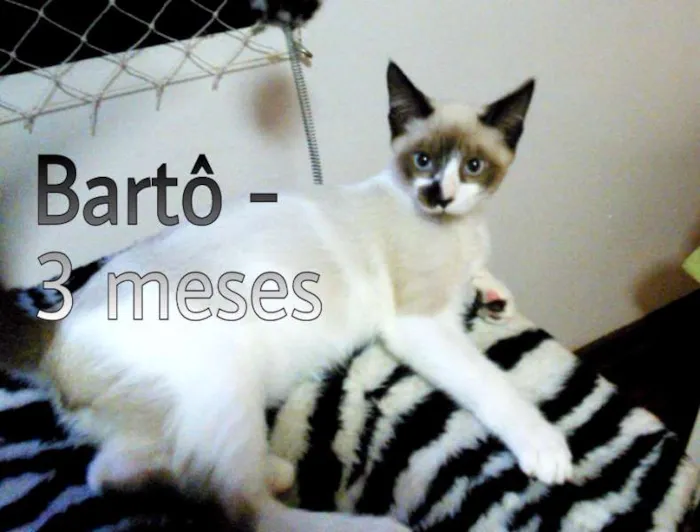 Gato ra a SRD idade 2 a 6 meses nome Barto
