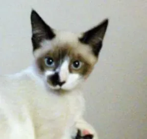 Gato raça SRD idade 2 a 6 meses nome Barto