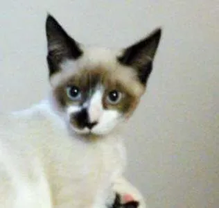 Gato ra a SRD idade 2 a 6 meses nome Barto