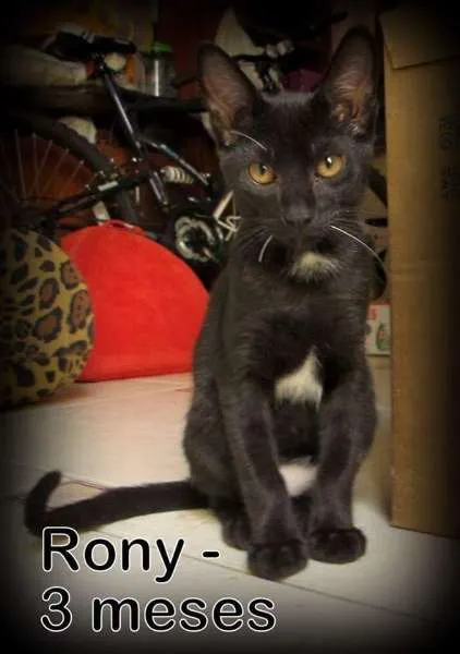 Gato ra a SRD idade 2 a 6 meses nome Rony