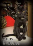 Rony