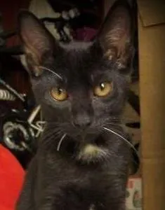 Gato ra a SRD idade 2 a 6 meses nome Rony