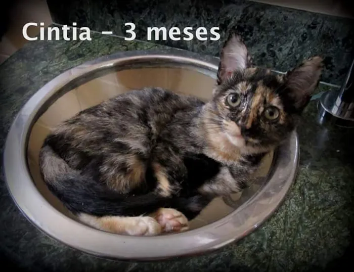 Gato ra a SRD idade 2 a 6 meses nome Cintia