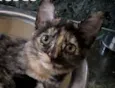 Cintia