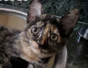 Gato raça SRD idade 2 a 6 meses nome Cintia