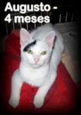 Augusto