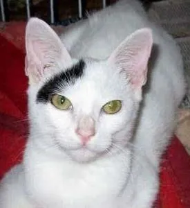 Gato ra a SRD idade 7 a 11 meses nome Augusto