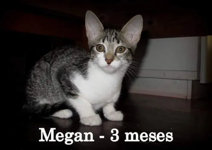 Gato ra a SRD idade 2 a 6 meses nome Megan