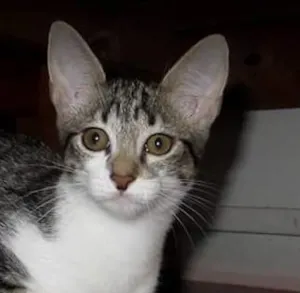 Gato raça SRD idade 2 a 6 meses nome Megan