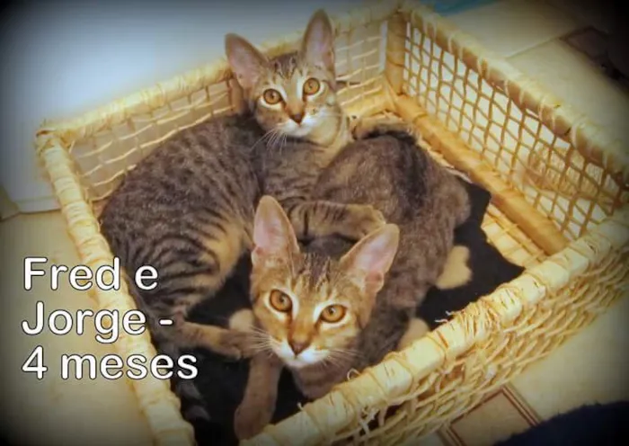 Gato ra a SRD idade 2 a 6 meses nome Fred e Jorge