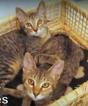 Gato raça SRD idade 2 a 6 meses nome Fred e Jorge