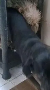 Cachorro ra a não definida idade 4 anos nome Quira