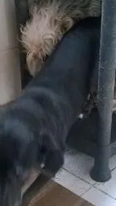 Cachorro ra a não definida idade 4 anos nome Quira