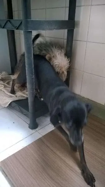 Cachorro ra a não definida idade 4 anos nome Quira