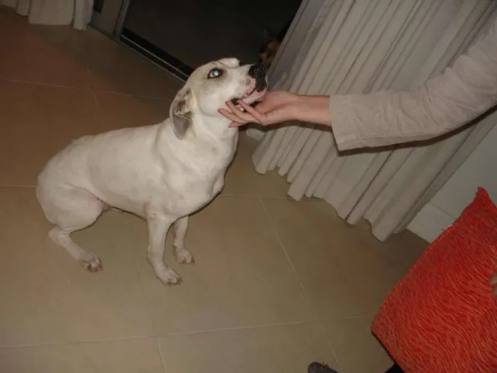 Cachorro ra a SRD idade 3 anos nome Branquinha