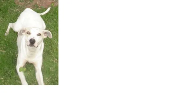 Cachorro ra a SRD idade 3 anos nome Branquinha