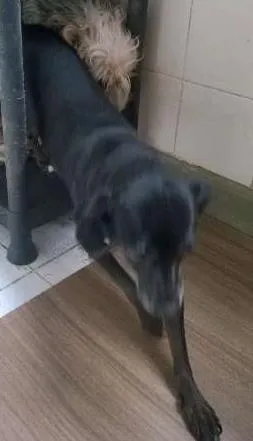 Cachorro ra a não definida idade 4 anos nome Quira