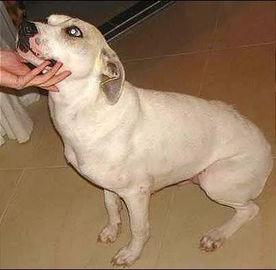 Cachorro ra a SRD idade 3 anos nome Branquinha