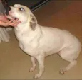 Branquinha