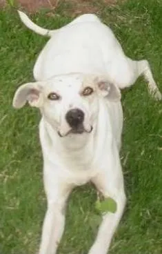 Cachorro ra a SRD idade 3 anos nome Branquinha