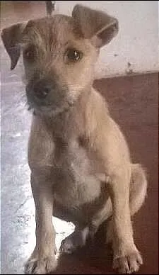 Cachorro raça SRD idade 2 a 6 meses nome Desconhecido