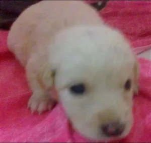 Cachorro raça pequena idade Abaixo de 2 meses nome Dengosa