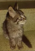 Lince