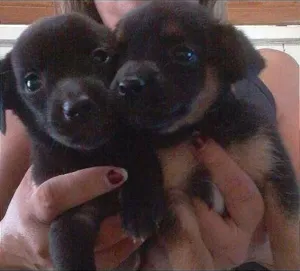 Cachorro raça fox paulistinha com viralata idade Abaixo de 2 meses nome sem nome