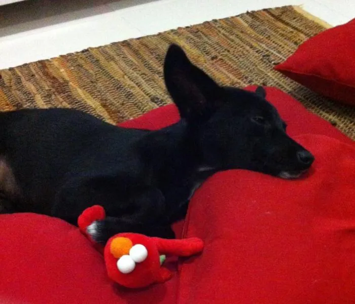 Cachorro ra a SRD idade 2 anos nome Kira