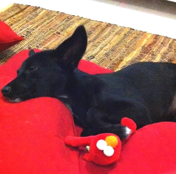 Cachorro ra a SRD idade 2 anos nome Kira