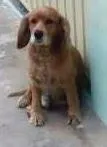 Cachorro raça cocker spaniel idade 6 ou mais anos nome luke