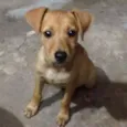 Gordinha/Brancinha