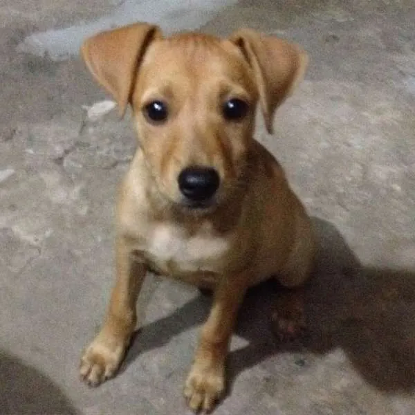 Cachorro raça  idade 2 a 6 meses nome Gordinha/Brancinha
