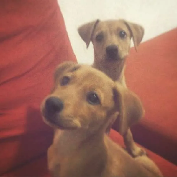 Cachorro raça  idade 2 a 6 meses nome Gordinha/Brancinha