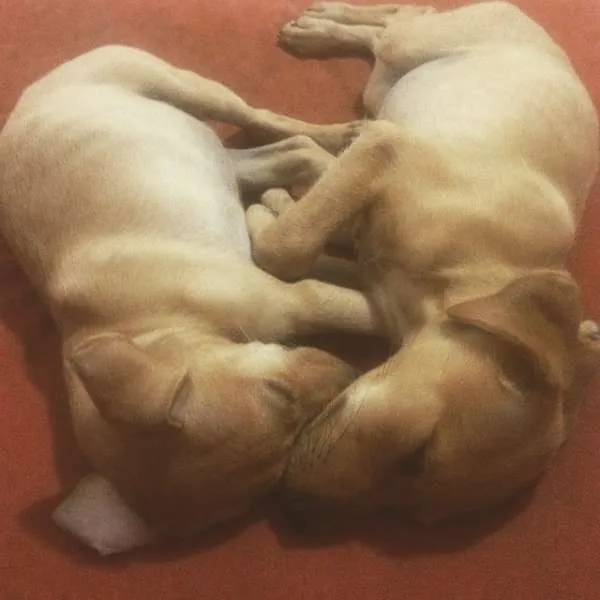 Cachorro raça  idade 2 a 6 meses nome Gordinha/Brancinha