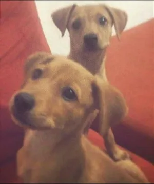 Cachorro raça  idade 2 a 6 meses nome Gordinha/Brancinha