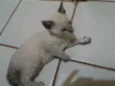 gatinhos