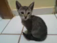 gatinhos