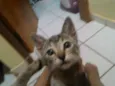 gatinhos