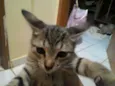 gatinhos