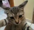 gatinhos