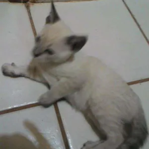 Gato raça srd idade Abaixo de 2 meses nome gatinhos 