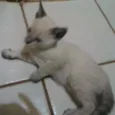 gatinhos