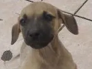 Cachorro ra a srd idade 2 a 6 meses nome filhotes