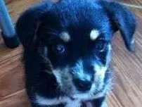 Cachorro raça SRD idade 2 a 6 meses nome Pretinha