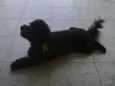 Sasa
