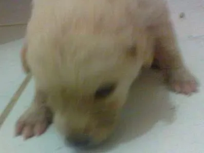 Cachorro raça pequena idade Abaixo de 2 meses nome sem nome